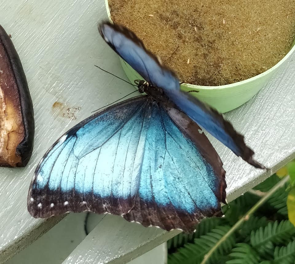 Butterfly