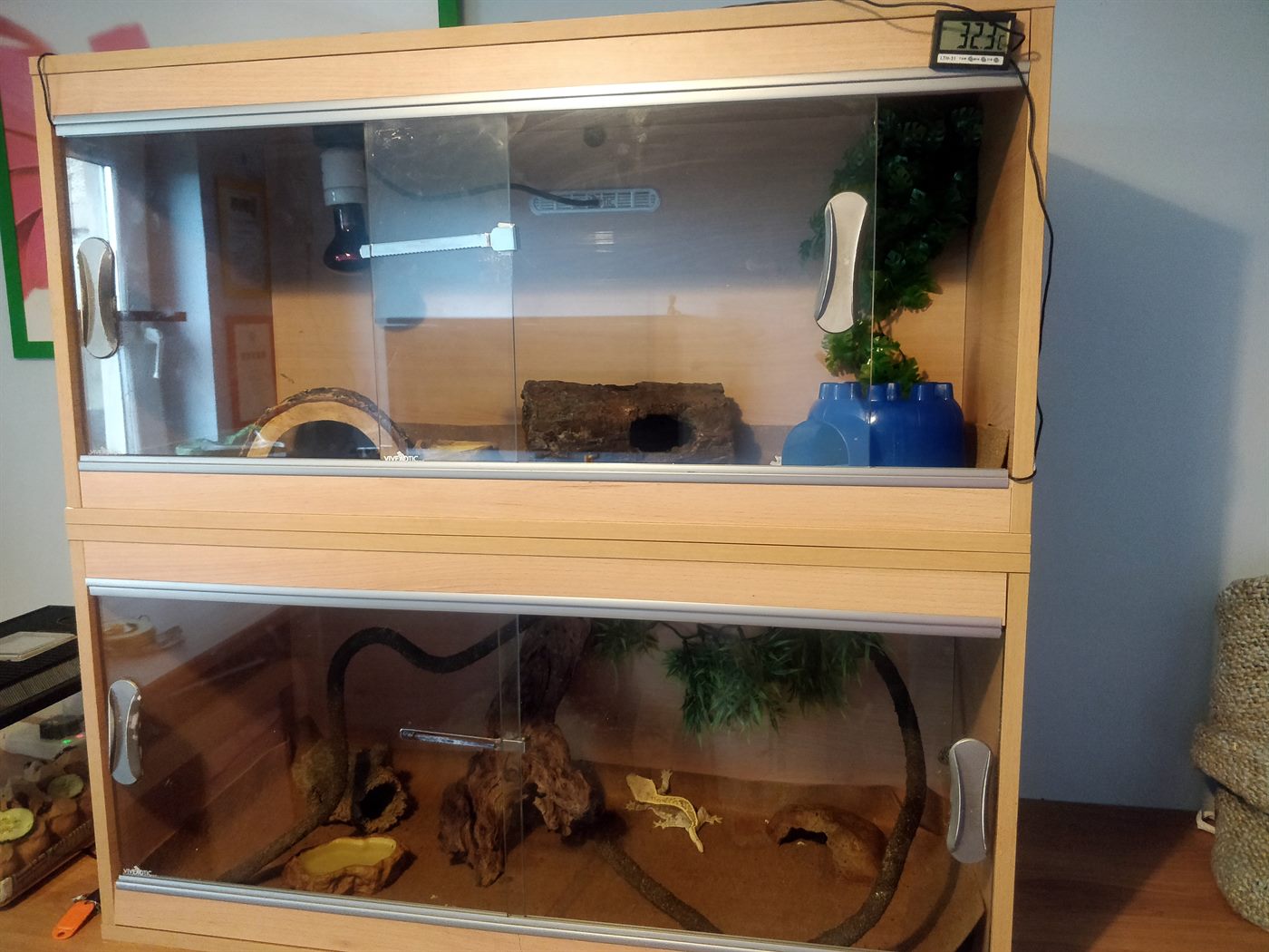 Stacked gecko vivariums