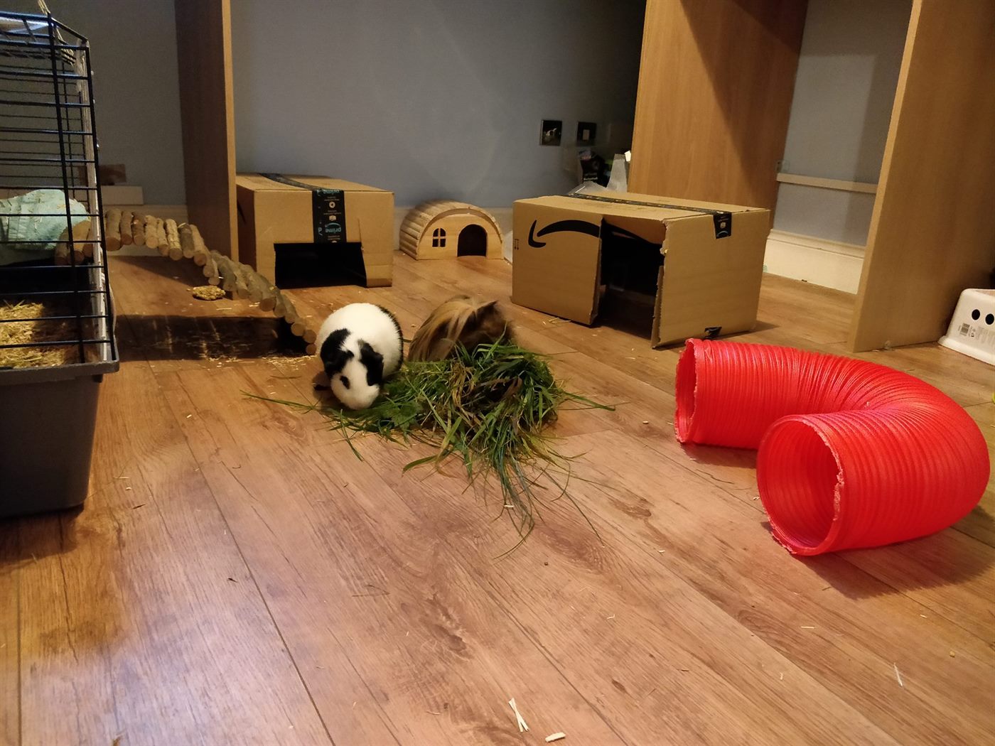 Guinea pigs playing